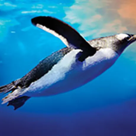 Gentoo