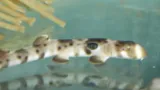 Baby Sharks