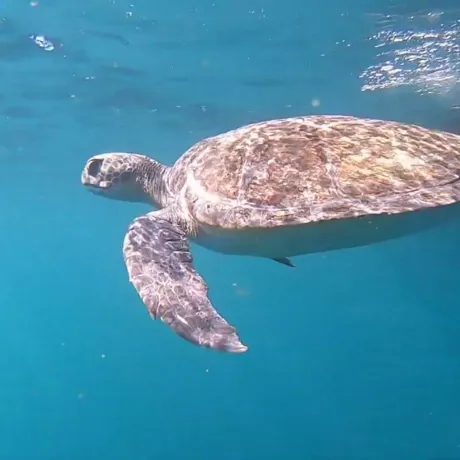 Turtle Release
