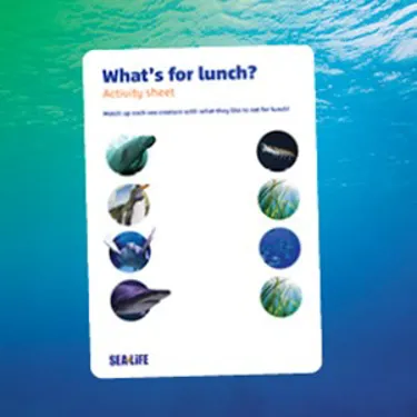 Whats For Lunch Pic8