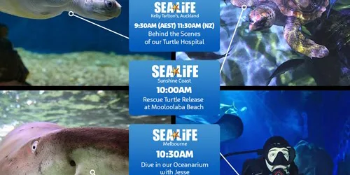 200601Sl World Ocean Day Live Stream 1080X1080