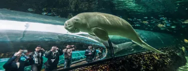 Dugong Tunnels