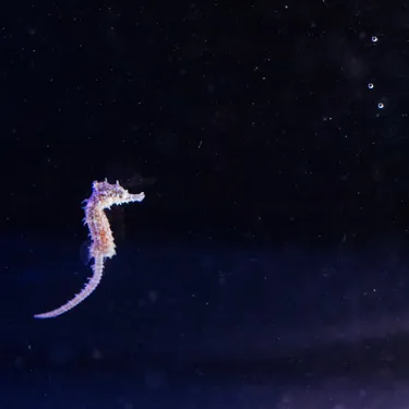 Captive Bred Baby White's Seahorse SEA LIFE Sydney Aquarium