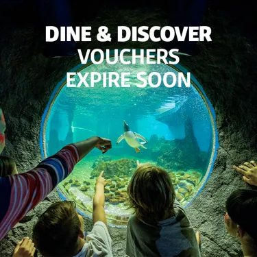 DISCOVEREXPIRESOON2