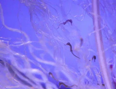 Baby Seahorses