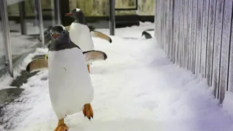 Family activities - Watch Penguins at SEA LIFE Sydney Aquarium