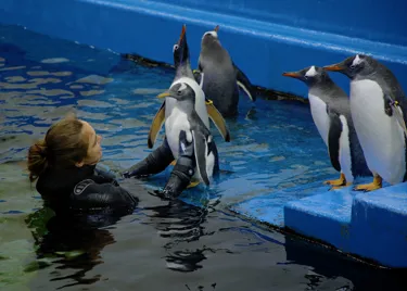 Sealifesydneyaquariumpenguinchickswimminglessons CHARLIE 200122