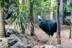 Rainforest Casso