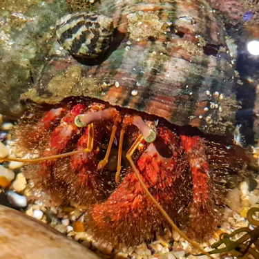 Hermit Crab at Rockpool Sea Life Sydney