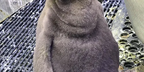 King Penguin Chick