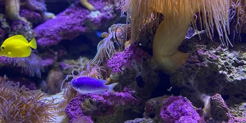 Fun Facts about Coral Reefs- SEA LIFE Sydney Aquarium