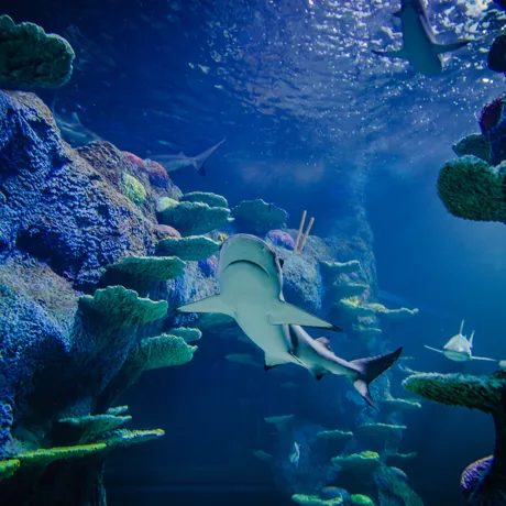Blacktip Reef Shark 3