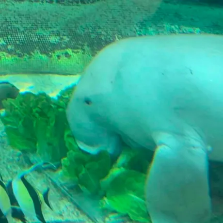 Pig Eating