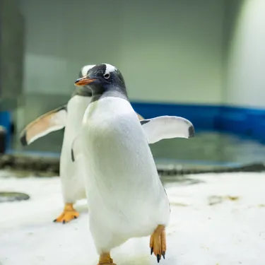 10 Gentoo Penguin Waddles On Ice