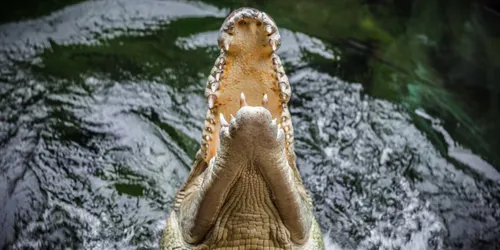 Crocodile Wild Life Sydney Zoo