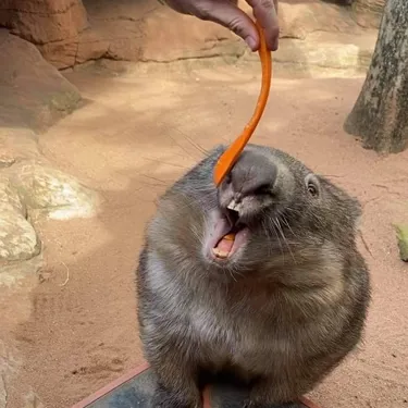 Wombat
